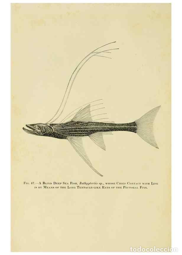 Collectionnisme de Revues et Journaux: Reproducci&oacute;n/Reproduction 7698631536: The Arcturus adventure :. New York :Putnam,1926. - Beebe, Will