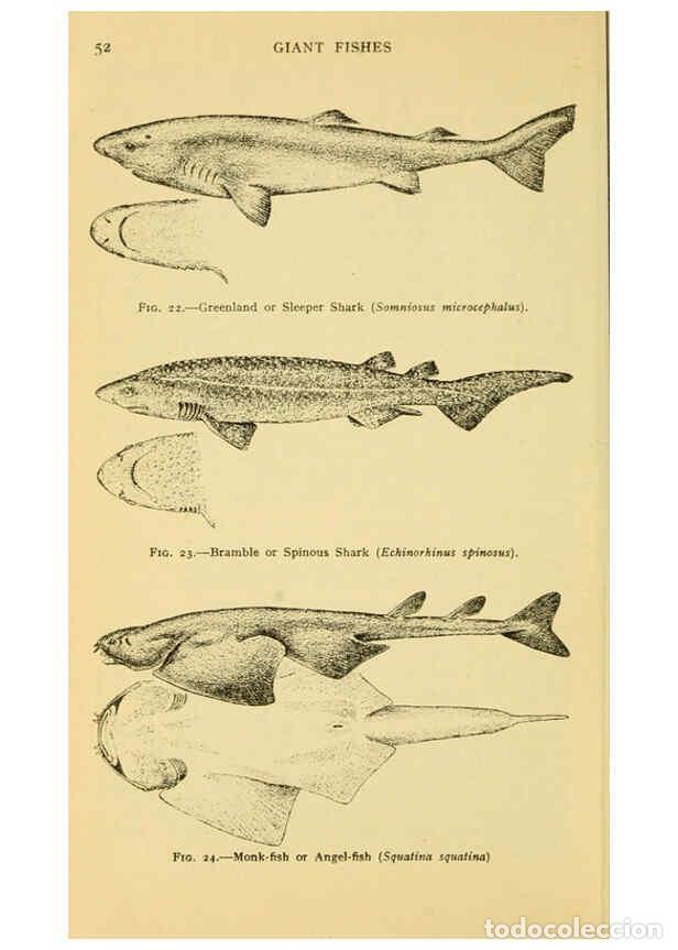 Sammeln von Zeitschriften und Zeitungen: Reproducci&oacute;n/Reproduction 6254116849: Field book of giant fishes New York,G. P. Putnam[1949] - John