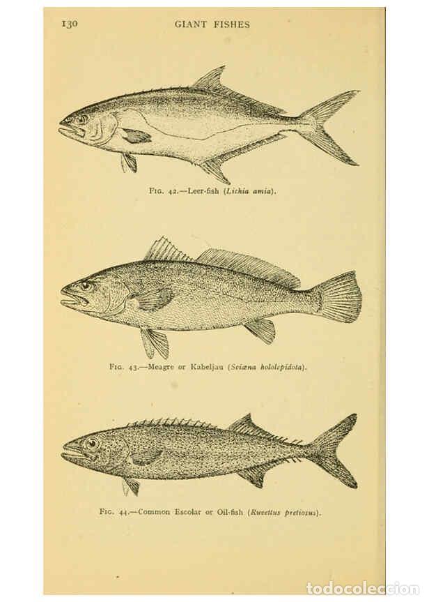 Colecionismo de Revistas e Jornais: Reproducci&oacute;n/Reproduction 6254118575: Field book of giant fishes New York,G. P. Putnam[1949] - John