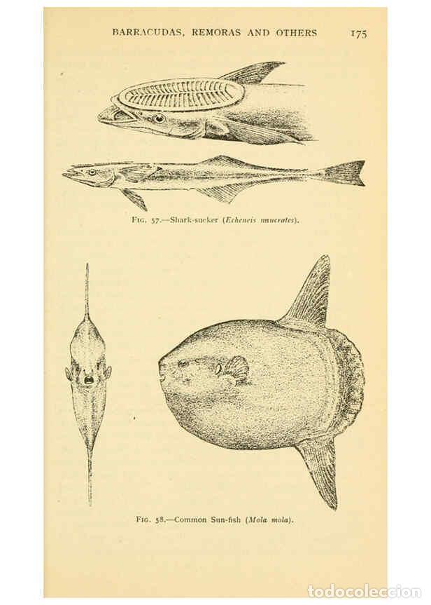 Collection Magazines and Newspapers: Reproducci&oacute;n/Reproduction 6254120225: Field book of giant fishes New York,G. P. Putnam[1949] - John