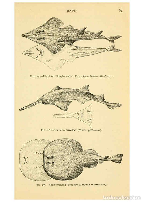 Collection Magazines and Newspapers: Reproducci&oacute;n/Reproduction 6254647946: Field book of giant fishes New York,G. P. Putnam[1949] - John