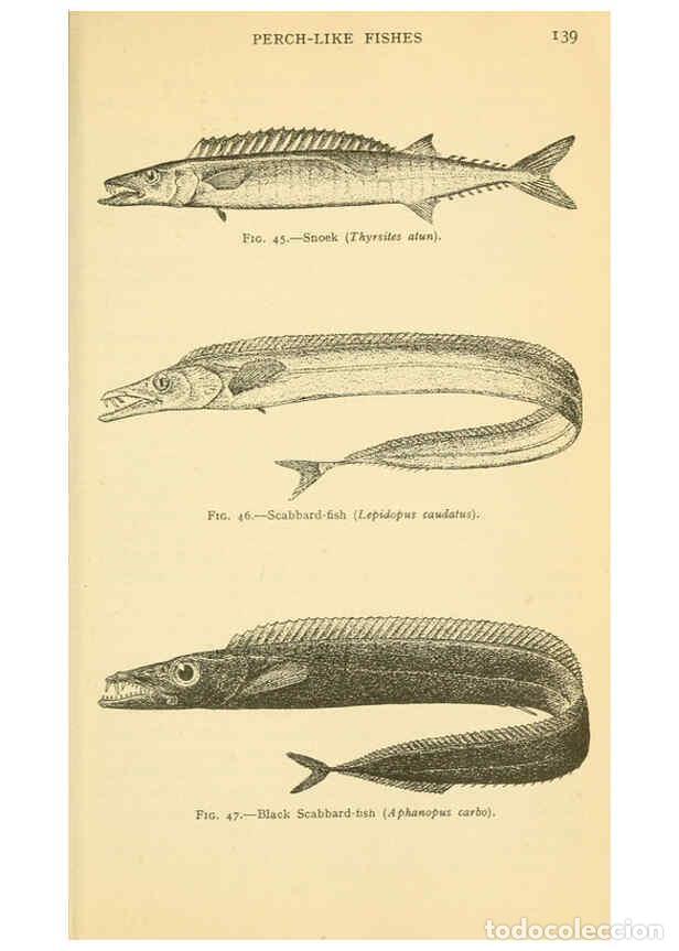 Sammeln von Zeitschriften und Zeitungen: Reproducci&oacute;n/Reproduction 6254118943: Field book of giant fishes New York,G. P. Putnam[1949] - John