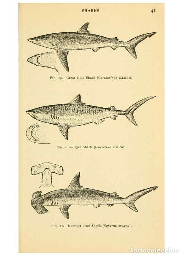 Collection Magazines and Newspapers: Reproducci&oacute;n/Reproduction 6254647146: Field book of giant fishes New York,G. P. Putnam[1949] - John