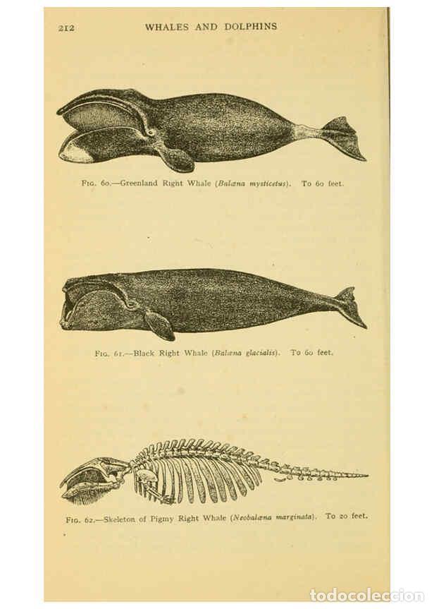 Collection Magazines and Newspapers: Reproducci&oacute;n/Reproduction 6254651348: Field book of giant fishes New York,G. P. Putnam[1949] - John
