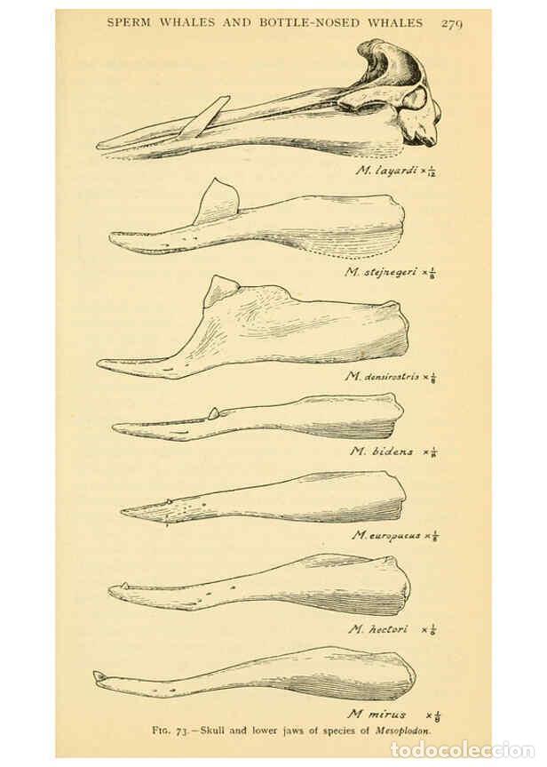 Collection Magazines and Newspapers: Reproducci&oacute;n/Reproduction 6254122653: Field book of giant fishes New York,G. P. Putnam[1949] - John