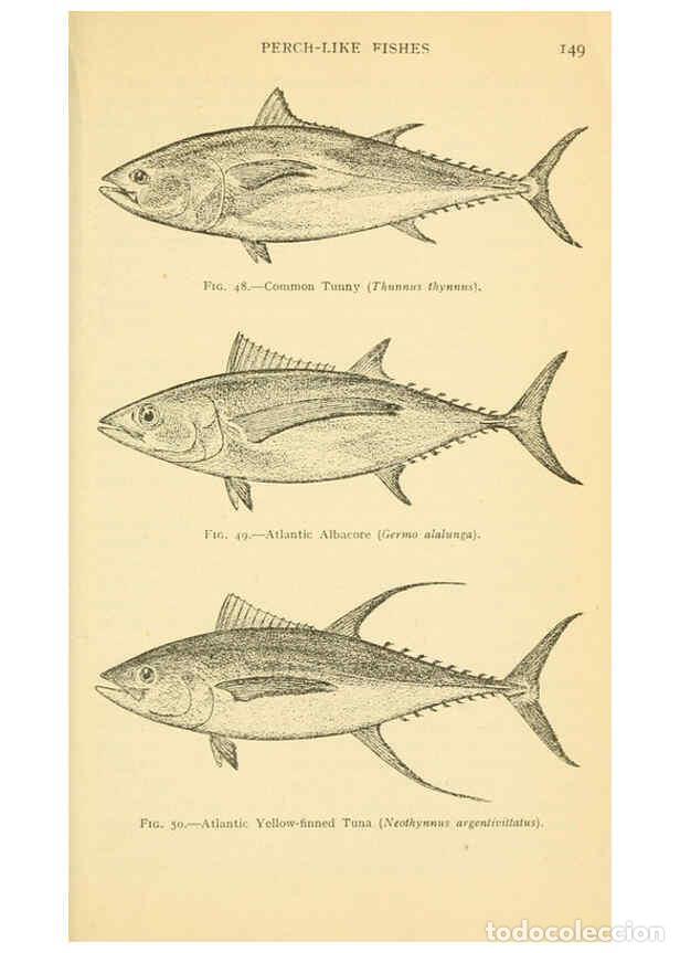 Colecionismo de Revistas e Jornais: Reproducci&oacute;n/Reproduction 6254649974: Field book of giant fishes New York,G. P. Putnam[1949] - John