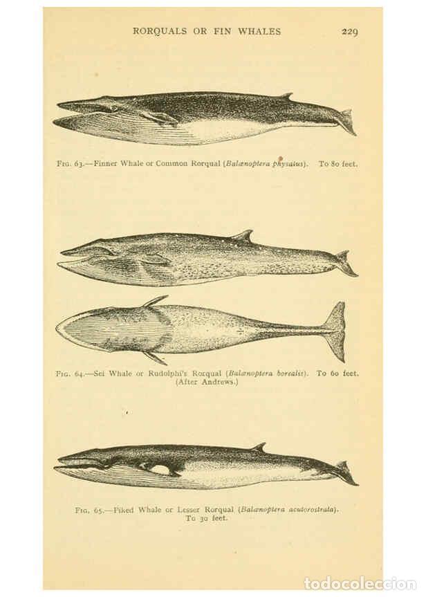Colecionismo de Revistas e Jornais: Reproducci&oacute;n/Reproduction 6254121495: Field book of giant fishes New York,G. P. Putnam[1949] - John