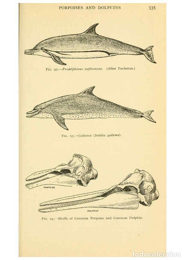 Colecionismo de Revistas e Jornais: Reproducci&oacute;n/Reproduction 6254655448: Field book of giant fishes New York,G. P. Putnam[1949] - John