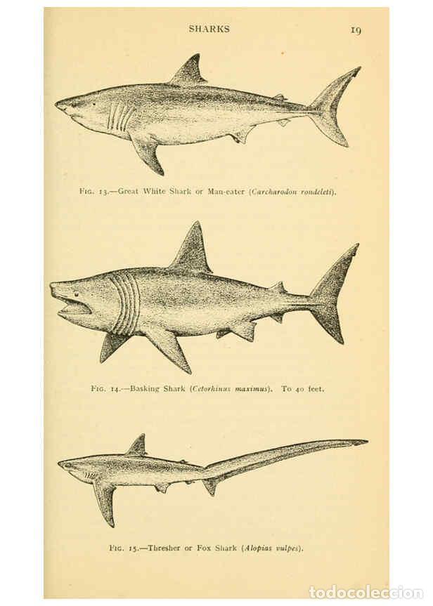 Sammeln von Zeitschriften und Zeitungen: Reproducci&oacute;n/Reproduction 6254646462: Field book of giant fishes New York,G. P. Putnam[1949] - John