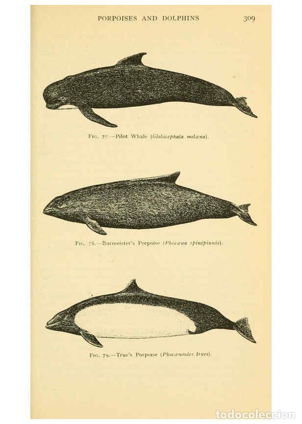 Collectionnisme de Revues et Journaux: Reproducci&oacute;n/Reproduction 6254653776: Field book of giant fishes New York,G. P. Putnam[1949] - John