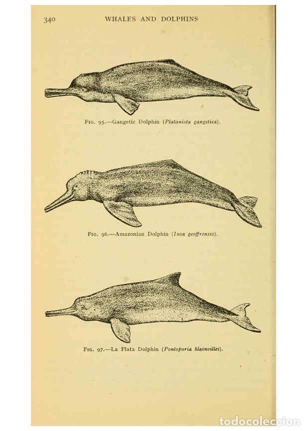 Sammeln von Zeitschriften und Zeitungen: Reproducci&oacute;n/Reproduction 6254655788: Field book of giant fishes New York,G. P. Putnam[1949] - John
