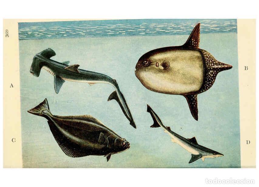 Collectionnisme de Revues et Journaux: Reproducci&oacute;n/Reproduction 6254657030: Field book of giant fishes New York,G. P. Putnam[1949] - John