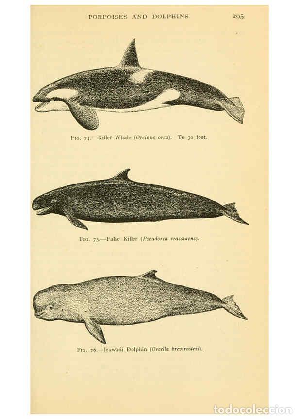 Sammeln von Zeitschriften und Zeitungen: Reproducci&oacute;n/Reproduction 6254122923: Field book of giant fishes New York,G. P. Putnam[1949] - John