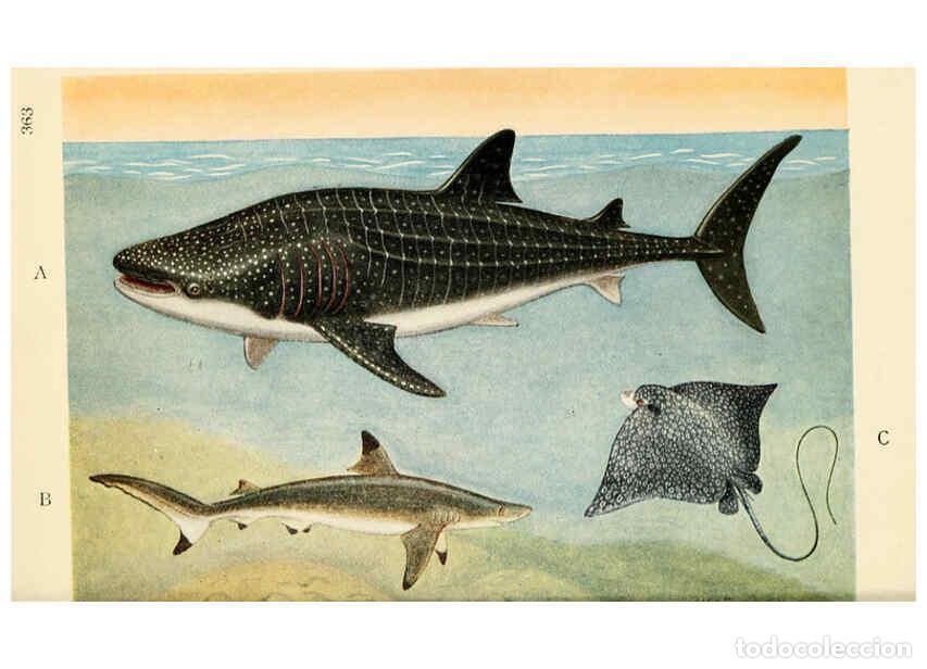 Colecionismo de Revistas e Jornais: Reproducci&oacute;n/Reproduction 6254125613: Field book of giant fishes New York,G. P. Putnam[1949] - John