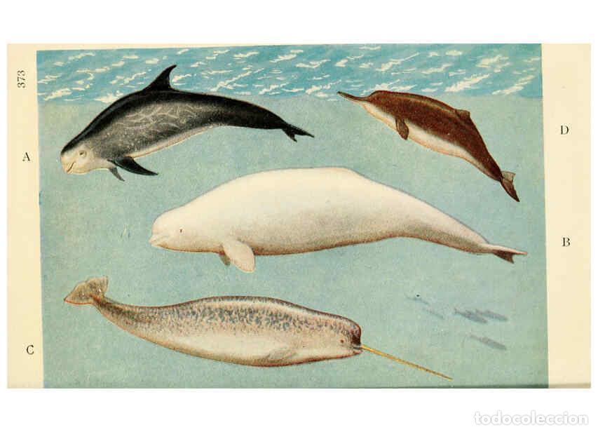 Collection Magazines and Newspapers: Reproducci&oacute;n/Reproduction 6254657776: Field book of giant fishes New York,G. P. Putnam[1949] - John