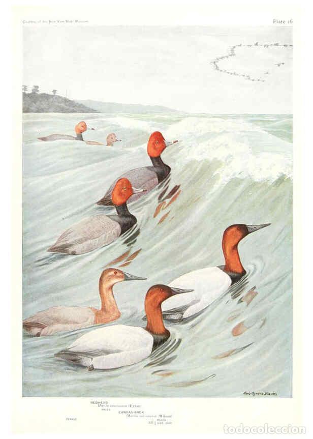 Collezionismo di Riviste e Giornali: Reproducci&oacute;n/Reproduction 6216913219: Birds of America v.1. New York,The University Society,1923 - T