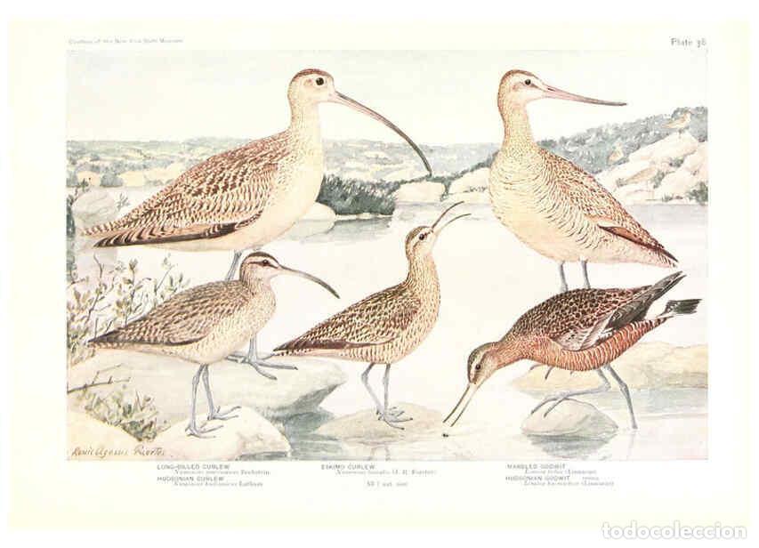 Collezionismo di Riviste e Giornali: Reproducci&oacute;n/Reproduction 6216918051: Birds of America v.1. New York,The University Society,1923 - T