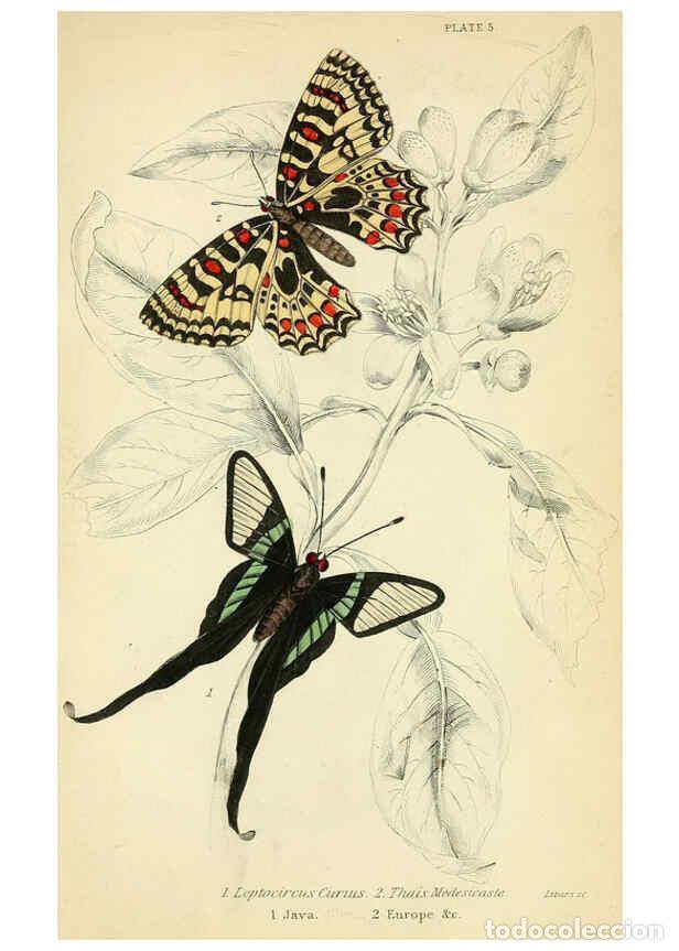 Coleccionismo de revistas y peri&oacute;dicos: Reproducci&oacute;n/Reproduction 6046092514: Foreign butterflies Edinburgh :Henry G. Bohn,1858 - James Dunc