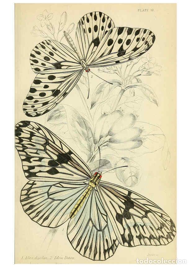 Coleccionismo de revistas y peri&oacute;dicos: Reproducci&oacute;n/Reproduction 6045545687: Foreign butterflies Edinburgh :Henry G. Bohn,1858 - James Dunc