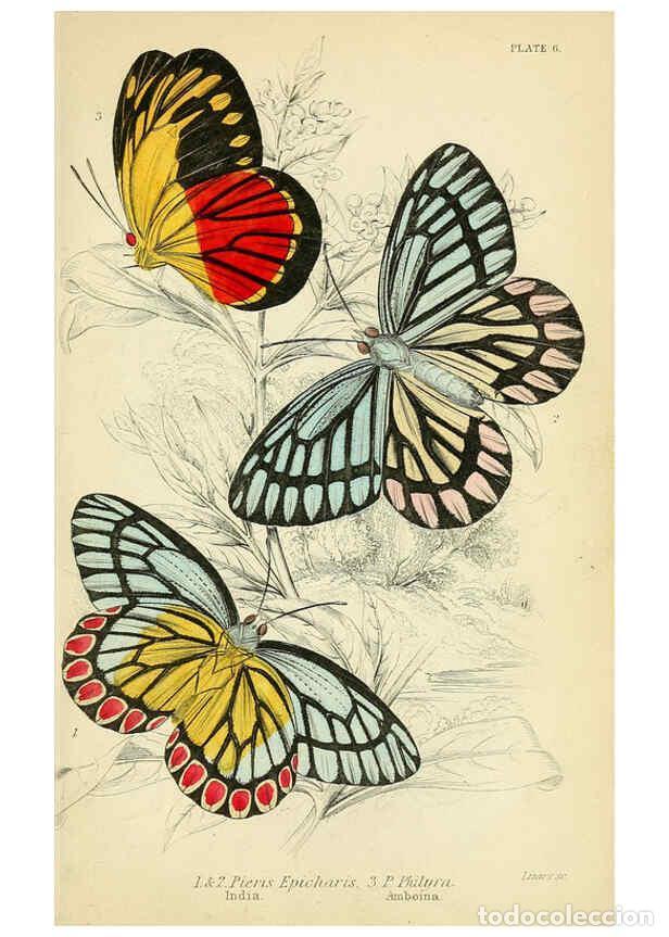 Coleccionismo de revistas y peri&oacute;dicos: Reproducci&oacute;n/Reproduction 6046092806: Foreign butterflies Edinburgh :Henry G. Bohn,1858 - James Dunc