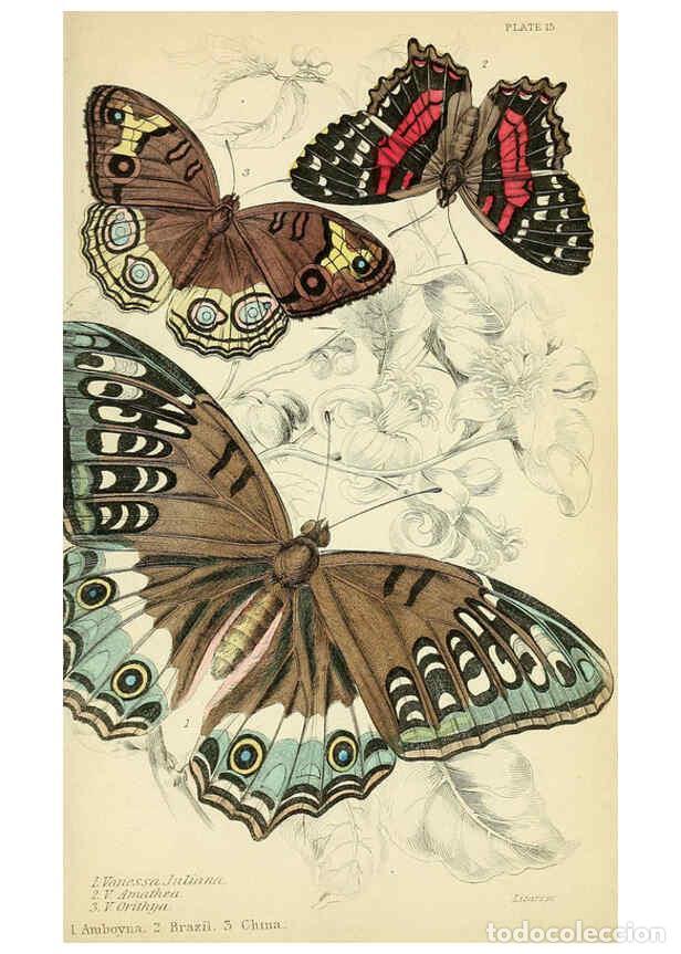 Coleccionismo de revistas y peri&oacute;dicos: Reproducci&oacute;n/Reproduction 6046096848: Foreign butterflies Edinburgh :Henry G. Bohn,1858 - James Dunc