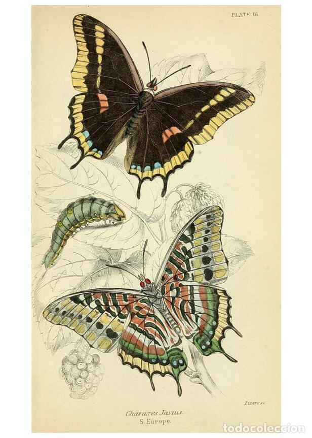 Coleccionismo de revistas y peri&oacute;dicos: Reproducci&oacute;n/Reproduction 6046097322: Foreign butterflies Edinburgh :Henry G. Bohn,1858 - James Dunc