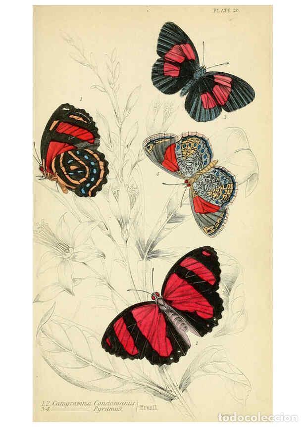 Coleccionismo de revistas y peri&oacute;dicos: Reproducci&oacute;n/Reproduction 6045550851: Foreign butterflies Edinburgh :Henry G. Bohn,1858 - James Dunc