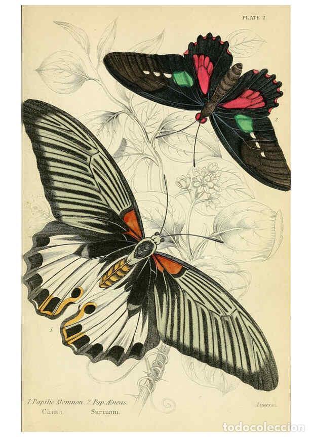 Coleccionismo de revistas y peri&oacute;dicos: Reproducci&oacute;n/Reproduction 6045542385: Foreign butterflies Edinburgh :Henry G. Bohn,1858 - James Dunc