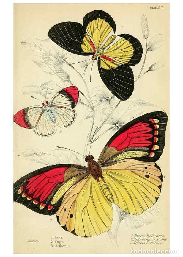 Coleccionismo de revistas y peri&oacute;dicos: Reproducci&oacute;n/Reproduction 6046093208: Foreign butterflies Edinburgh :Henry G. Bohn,1858 - James Dunc