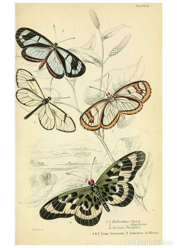 Coleccionismo de revistas y peri&oacute;dicos: Reproducci&oacute;n/Reproduction 6045546399: Foreign butterflies Edinburgh :Henry G. Bohn,1858 - James Dunc