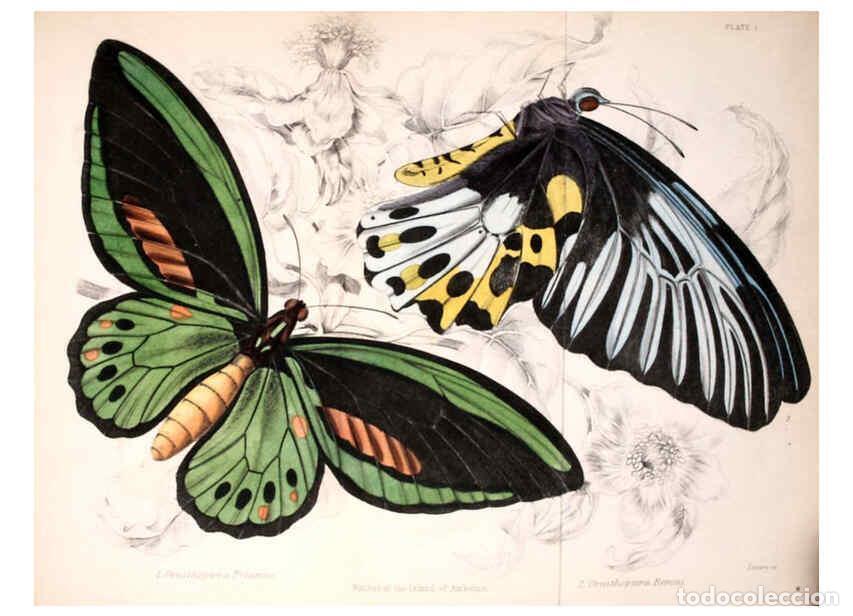 Coleccionismo de revistas y peri&oacute;dicos: Reproducci&oacute;n/Reproduction 6046090594: Foreign butterflies Edinburgh :Henry G. Bohn,1858 - James Dunc