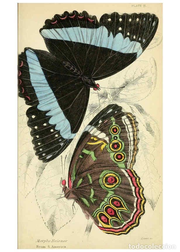 Coleccionismo de revistas y peri&oacute;dicos: Reproducci&oacute;n/Reproduction 6045551159: Foreign butterflies Edinburgh :Henry G. Bohn,1858 - James Dunc