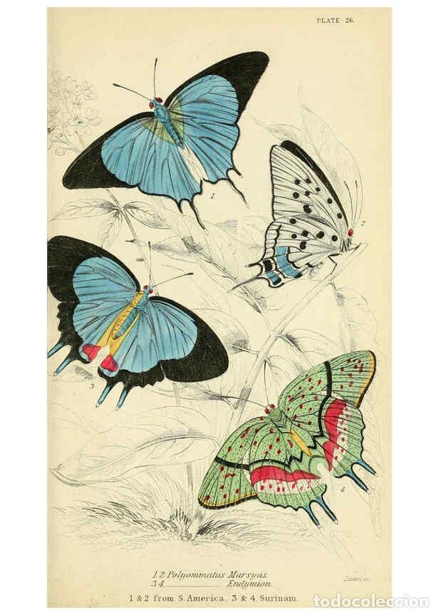 Coleccionismo de revistas y peri&oacute;dicos: Reproducci&oacute;n/Reproduction 6046102334: Foreign butterflies Edinburgh :Henry G. Bohn,1858 - James Dunc