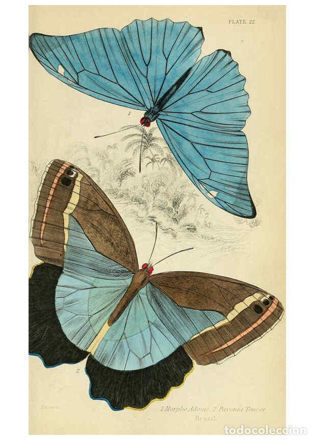 Coleccionismo de revistas y peri&oacute;dicos: Reproducci&oacute;n/Reproduction 6045551657: Foreign butterflies Edinburgh :Henry G. Bohn,1858 - James Dunc