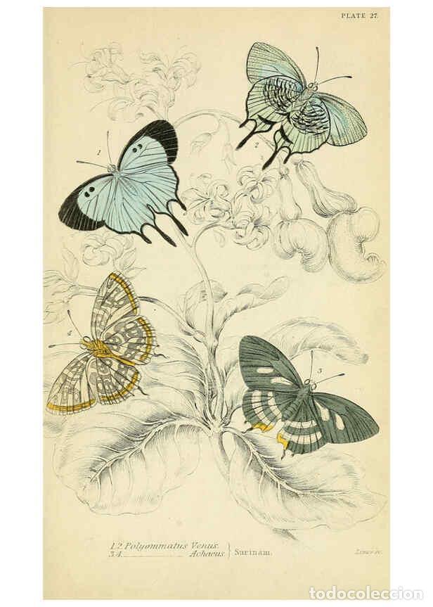 Coleccionismo de revistas y peri&oacute;dicos: Reproducci&oacute;n/Reproduction 6046102978: Foreign butterflies Edinburgh :Henry G. Bohn,1858 - James Dunc
