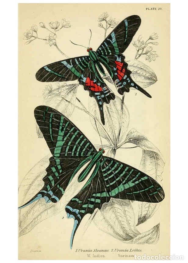 Coleccionismo de revistas y peri&oacute;dicos: Reproducci&oacute;n/Reproduction 6045555361: Foreign butterflies Edinburgh :Henry G. Bohn,1858 - James Dunc