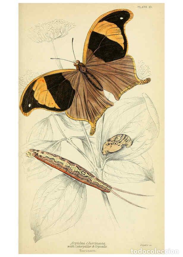 Coleccionismo de revistas y peri&oacute;dicos: Reproducci&oacute;n/Reproduction 6045552133: Foreign butterflies Edinburgh :Henry G. Bohn,1858 - James Dunc