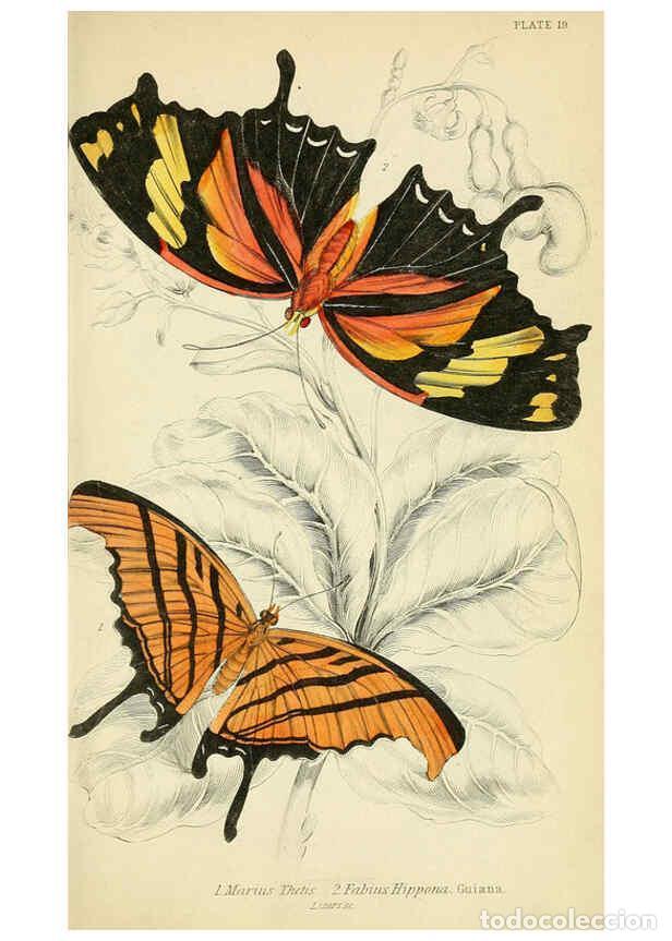 Coleccionismo de revistas y peri&oacute;dicos: Reproducci&oacute;n/Reproduction 6045550419: Foreign butterflies Edinburgh :Henry G. Bohn,1858 - James Dunc