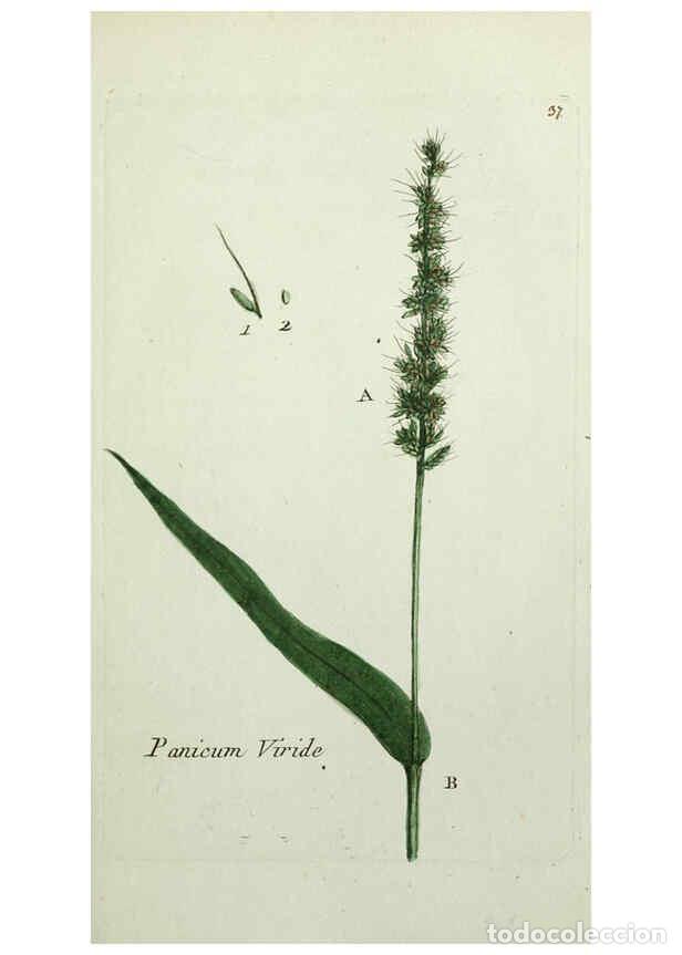 Collection Magazines and Newspapers: Reproducci&oacute;n/Reproduction 6055475551: Flora Parisiensis. v.1. Paris,P.F. Didot,1776-1783 - Pierre Bu