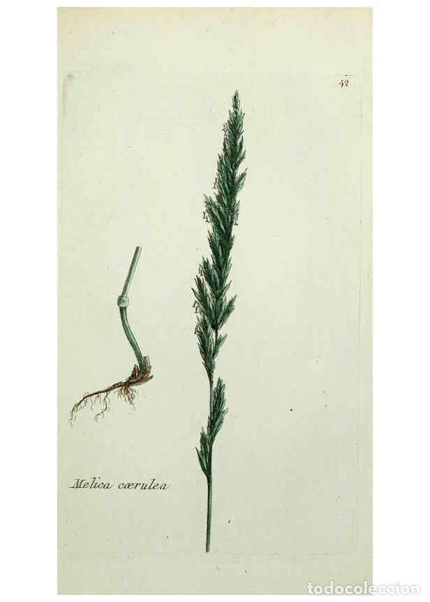 Colecionismo de Revistas e Jornais: Reproducci&oacute;n/Reproduction 6055476721: Flora Parisiensis. v.1. Paris,P.F. Didot,1776-1783 - Pierre Bu