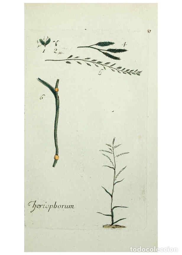 Collection Magazines and Newspapers: Reproducci&oacute;n/Reproduction 6056025074: Flora Parisiensis. v.1. Paris,P.F. Didot,1776-1783 - Pierre Bu