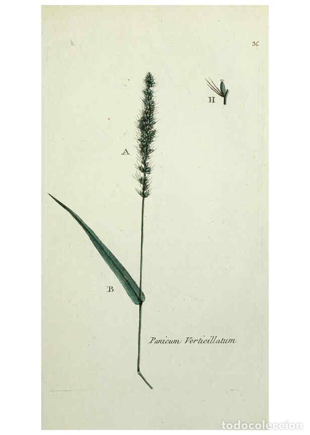 Collectionnisme de Revues et Journaux: Reproducci&oacute;n/Reproduction 6055475323: Flora Parisiensis. v.1. Paris,P.F. Didot,1776-1783 - Pierre Bu