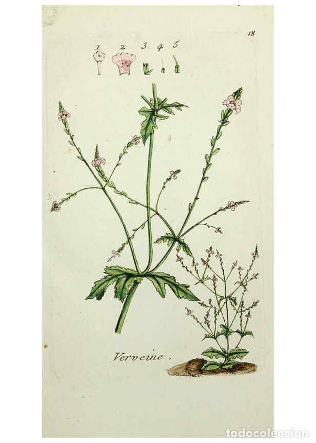 Sammeln von Zeitschriften und Zeitungen: Reproducci&oacute;n/Reproduction 6055471225: Flora Parisiensis. v.1. Paris,P.F. Didot,1776-1783 - Pierre Bu