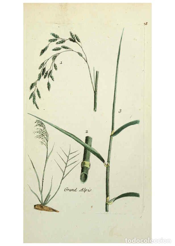 Sammeln von Zeitschriften und Zeitungen: Reproducci&oacute;n/Reproduction 6055475085: Flora Parisiensis. v.1. Paris,P.F. Didot,1776-1783 - Pierre Bu