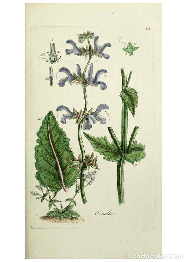 Sammeln von Zeitschriften und Zeitungen: Reproducci&oacute;n/Reproduction 6055472601: Flora Parisiensis. v.1. Paris,P.F. Didot,1776-1783 - Pierre Bu