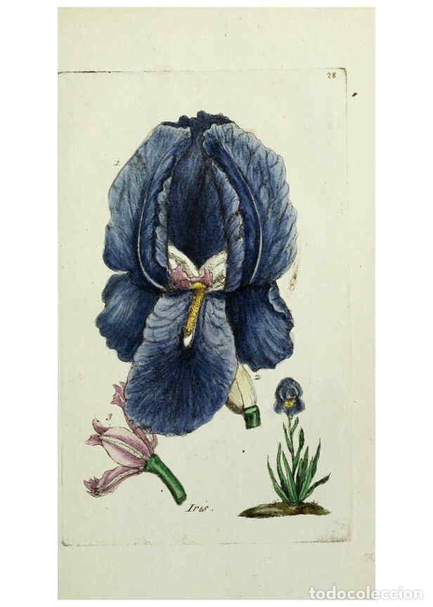 Coleccionismo de revistas y peri&oacute;dicos: Reproducci&oacute;n/Reproduction 6056020966: Flora Parisiensis. v.1. Paris,P.F. Didot,1776-1783 - Pierre Bu
