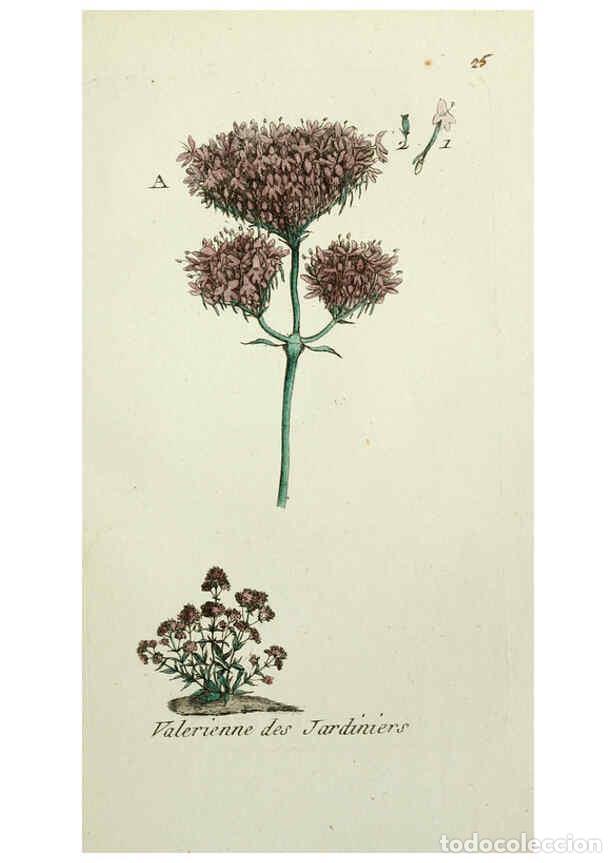 Coleccionismo de Revistas y Peri&oacute;dicos: Reproducci&oacute;n/Reproduction 6055473103: Flora Parisiensis. v.1. Paris,P.F. Didot,1776-1783 - Pierre Bu