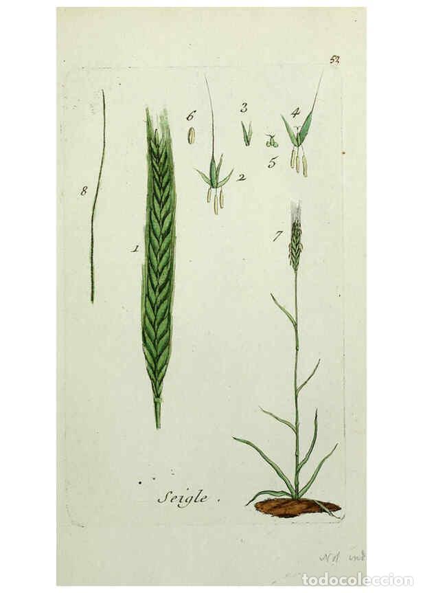 Coleccionismo de revistas y peri&oacute;dicos: Reproducci&oacute;n/Reproduction 6055478715: Flora Parisiensis. v.1. Paris,P.F. Didot,1776-1783 - Pierre Bu