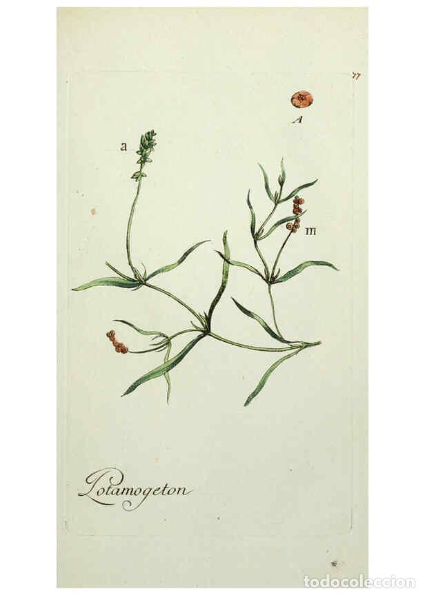 Collectionnisme de Revues et Journaux: Reproducci&oacute;n/Reproduction 6055491261: Flora Parisiensis. v.1. Paris,P.F. Didot,1776-1783 - Pierre Bu