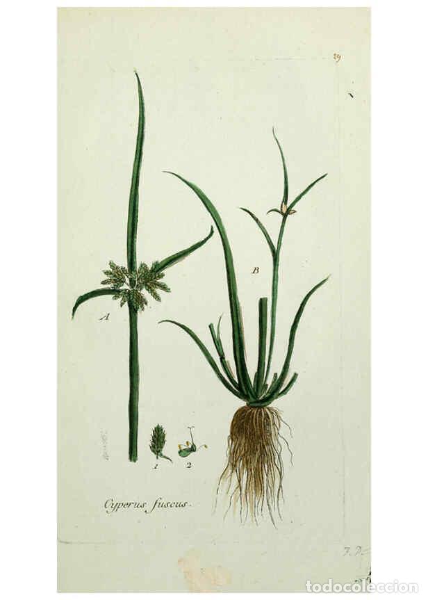 Coleccionismo de revistas y peri&oacute;dicos: Reproducci&oacute;n/Reproduction 6055473799: Flora Parisiensis. v.1. Paris,P.F. Didot,1776-1783 - Pierre Bu